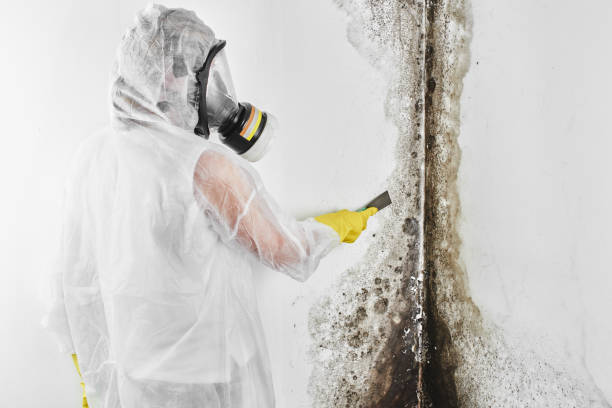 Best Mold Damage Repair  in Melwood, MD