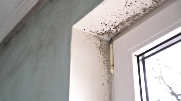Best Certified Mold Removal  in Melwood, MD
