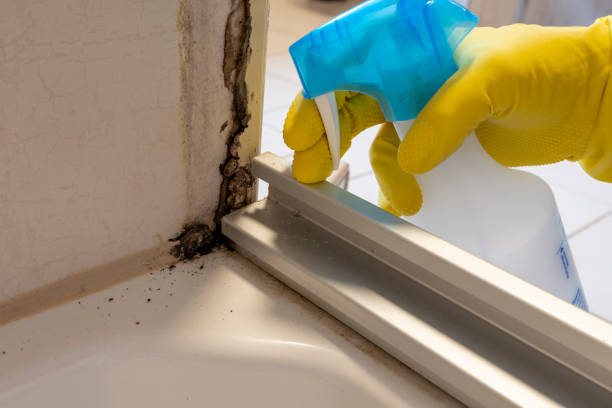 Best Mold Removal Process  in Melwood, MD