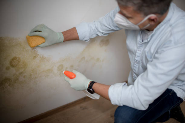 Best Mold Removal Process  in Melwood, MD