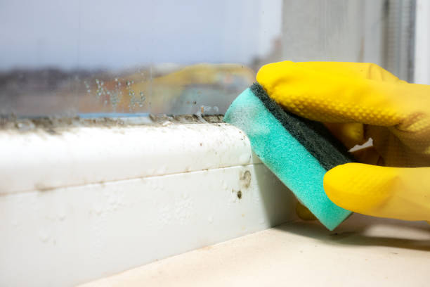 Home Mold Removal in Melwood, MD