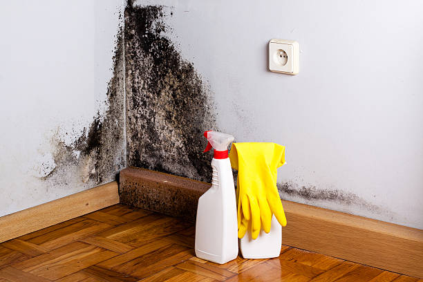 Office Mold Removal Services in Melwood, MD