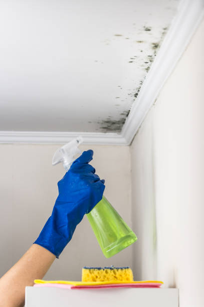 Best Attic Mold Removal  in Melwood, MD